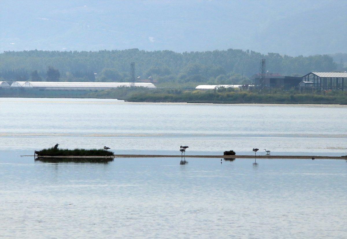 Hersek Lagünü'nde kuş türü sayısı artıyor