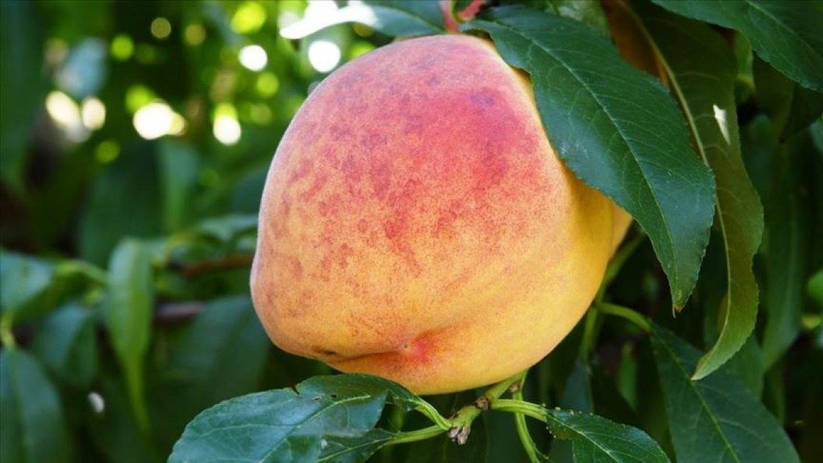 Çanakkale Lapseki şeftalisine coğrafi işaret