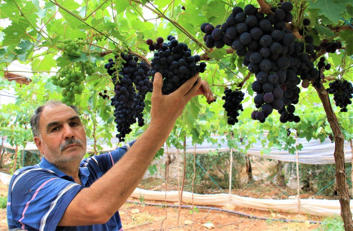 Mersin'de ilk üzüm hasadı yapıldı: Kilosu 40-50 TL