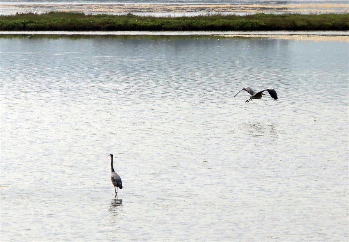 Hersek Lagünü'nde kuş türü sayısı artıyor