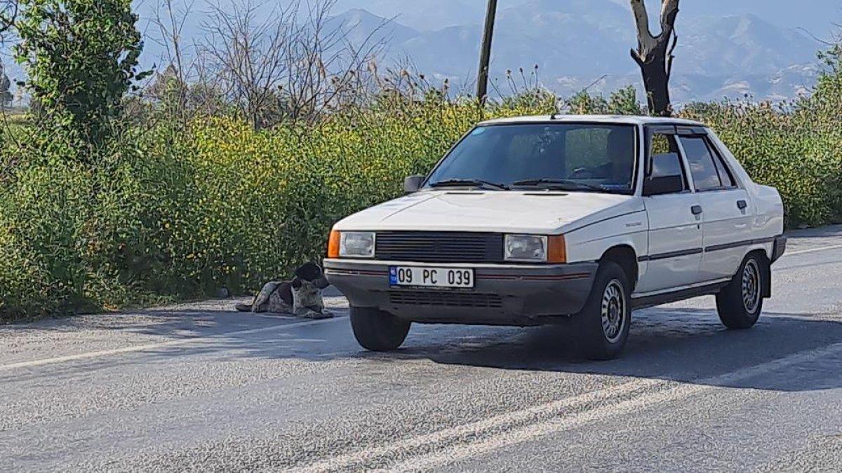 Aydın'da başıboş köpekler, vatandaşları korkutmaya devam ediyor