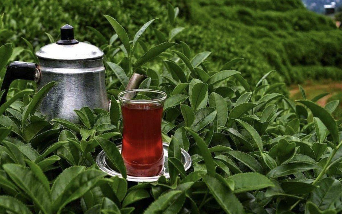 Çaya yüzde 43,7 oranında zam