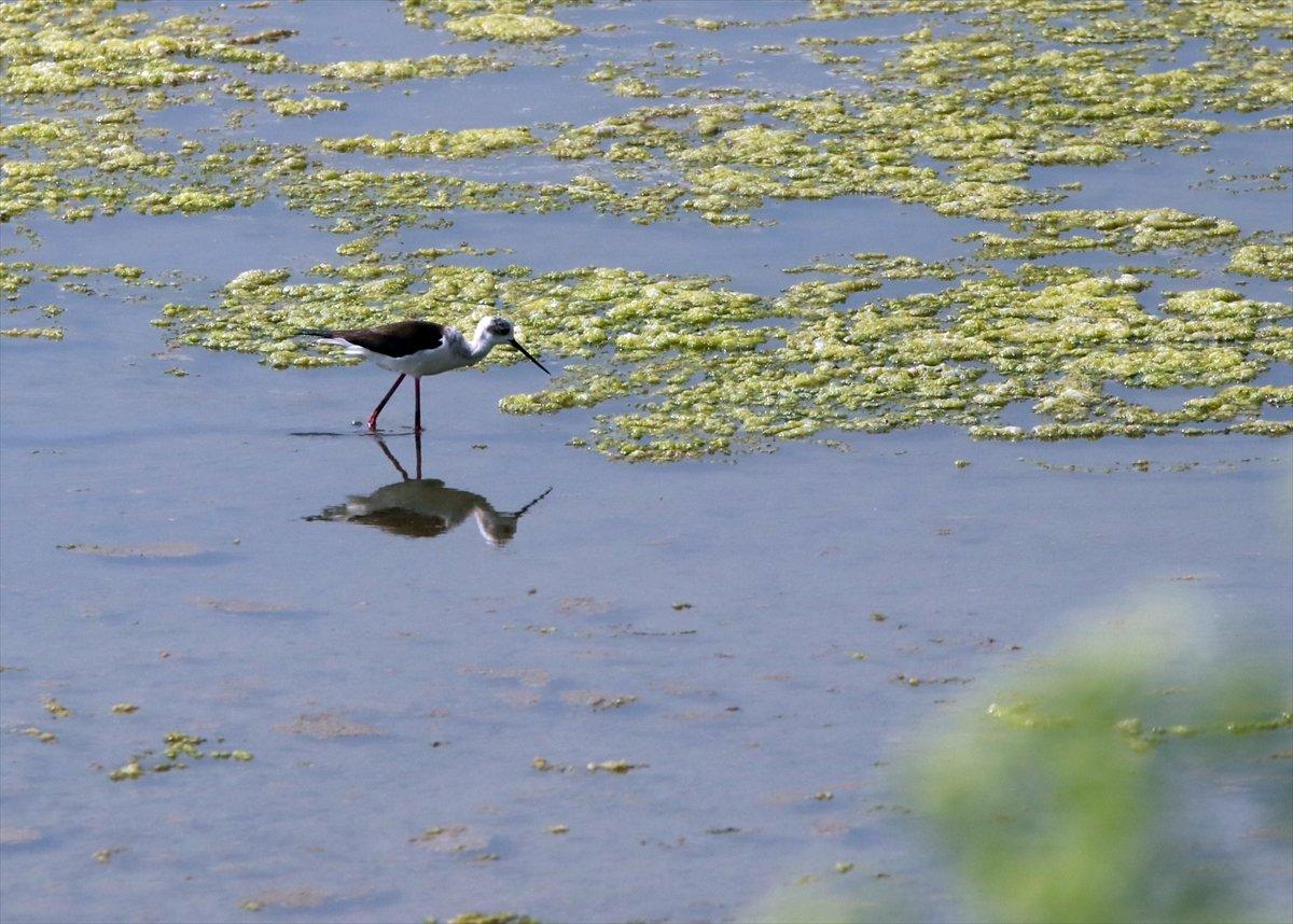 Hersek Lagünü'nde kuş türü sayısı artıyor
