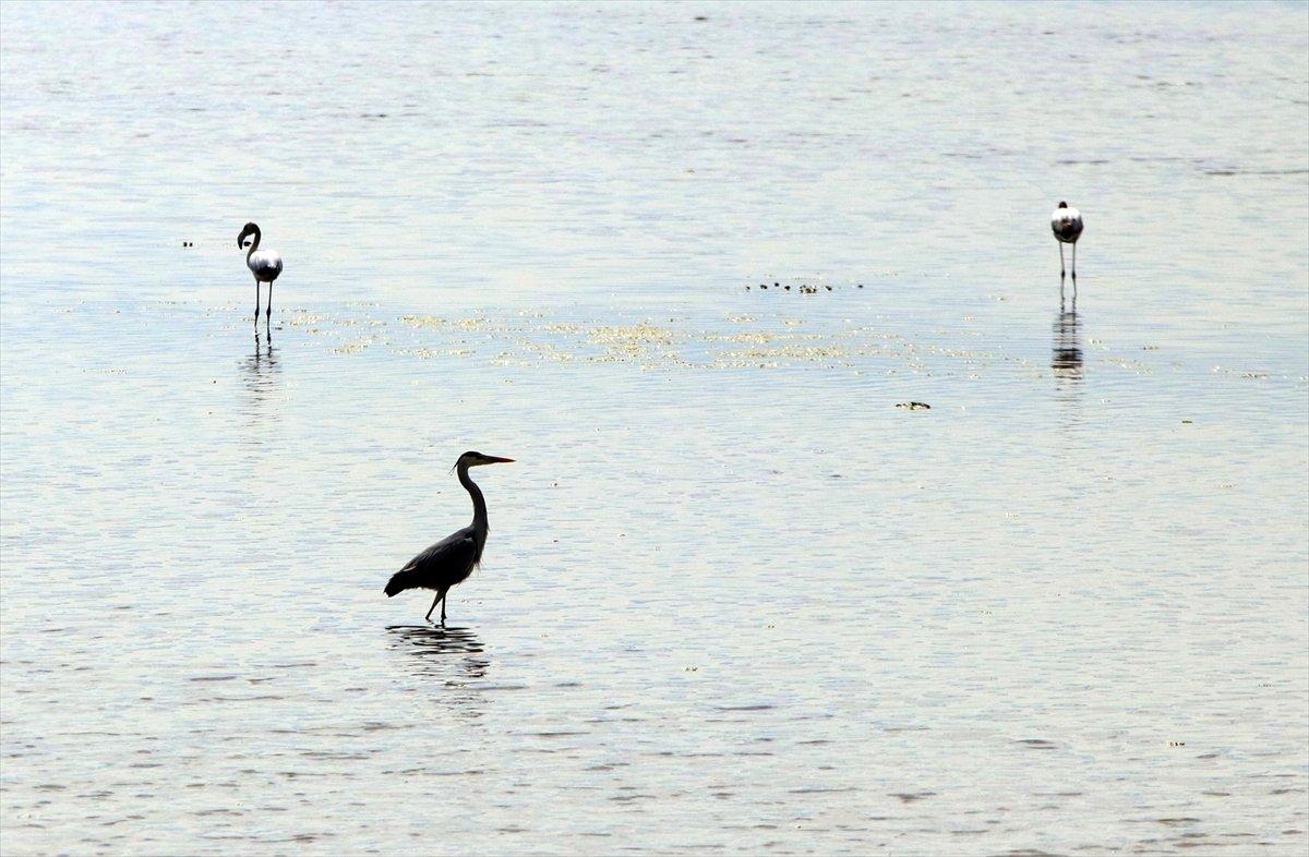 Hersek Lagünü'nde kuş türü sayısı artıyor
