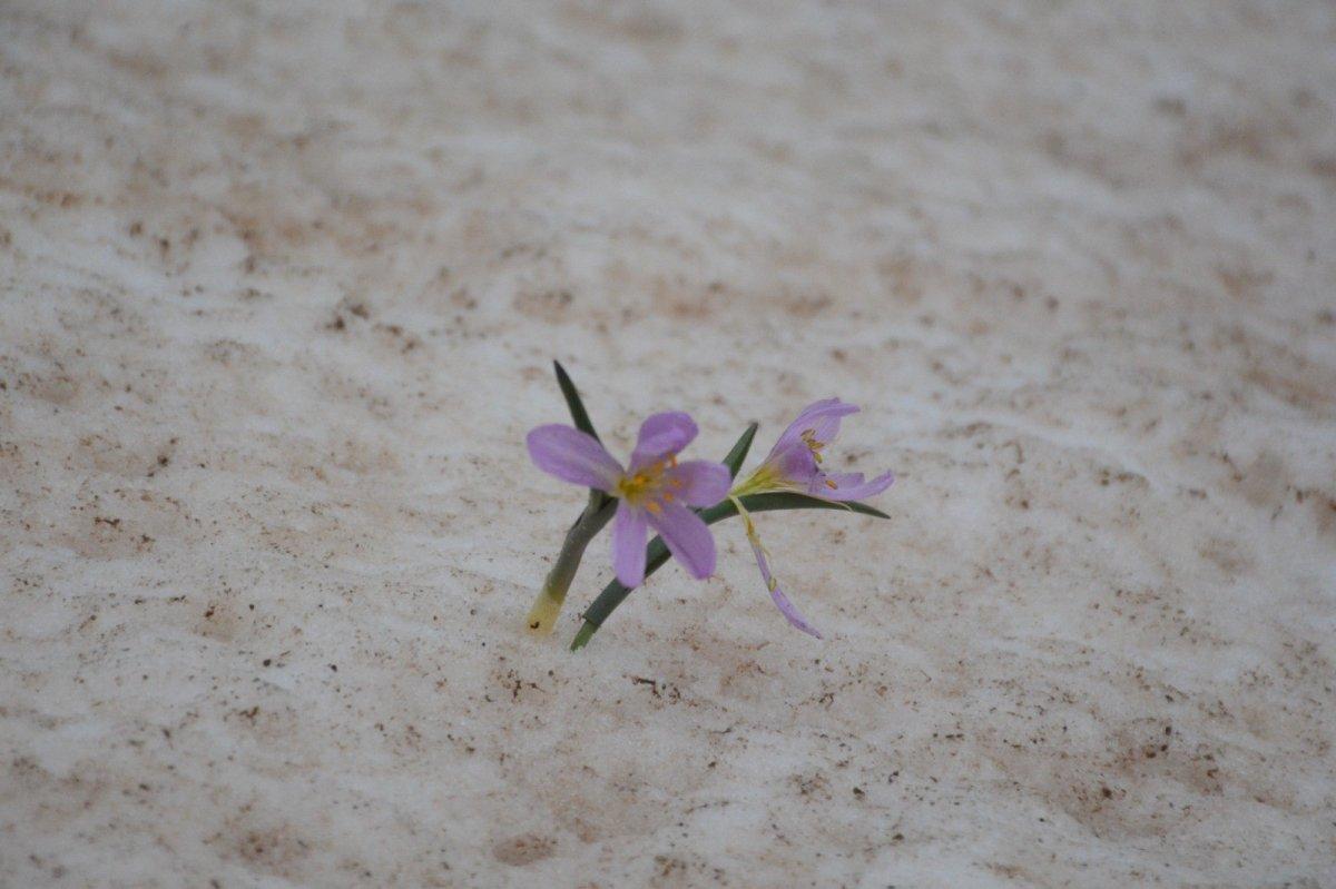 Bitlis'te karlar arasında kalan kardelenler çiçek açtı