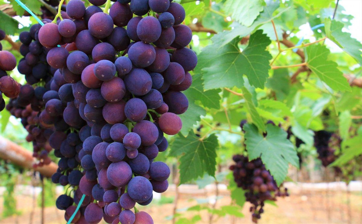 Mersin'de ilk üzüm hasadı yapıldı: Kilosu 40-50 TL