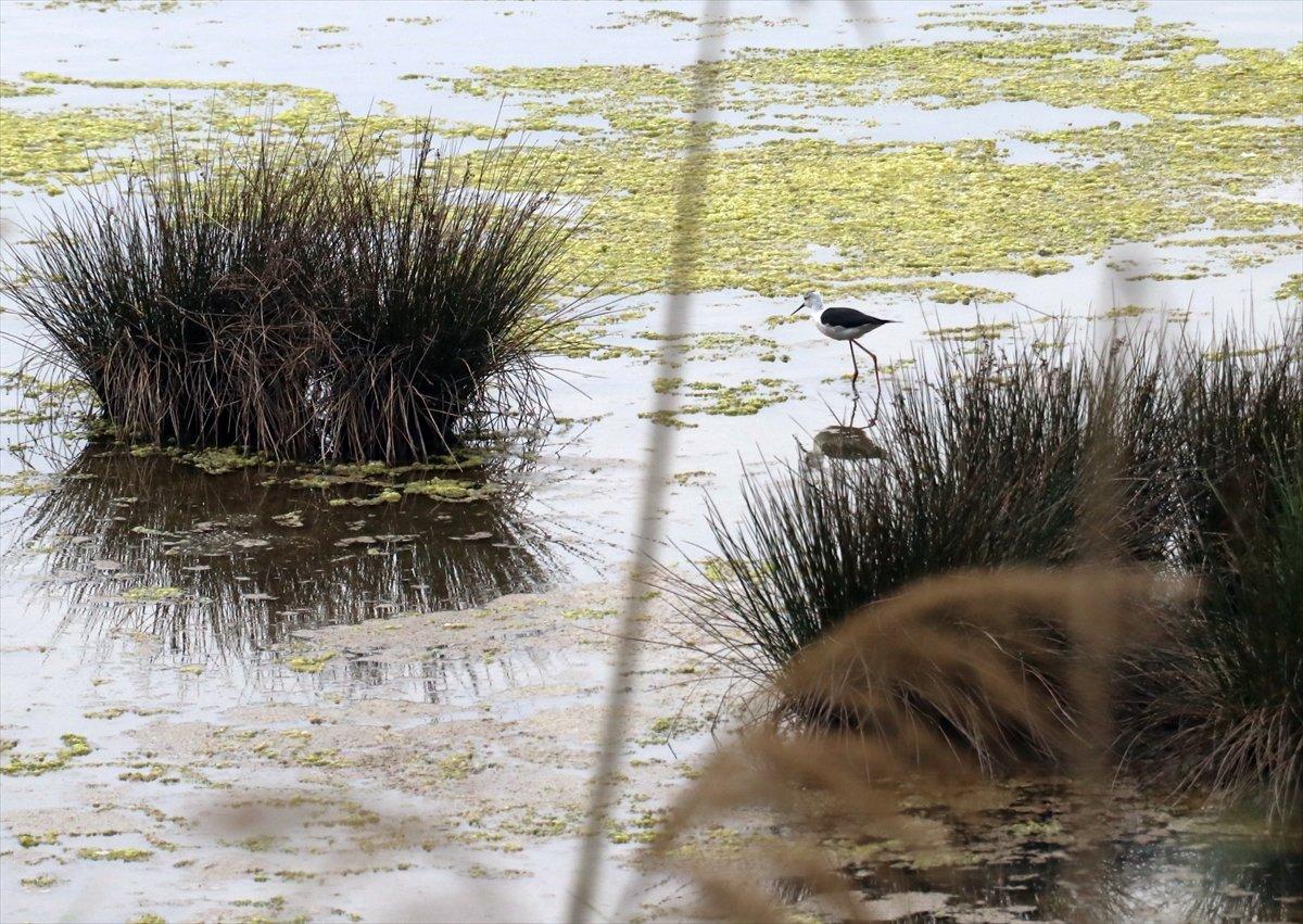 Hersek Lagünü'nde kuş türü sayısı artıyor
