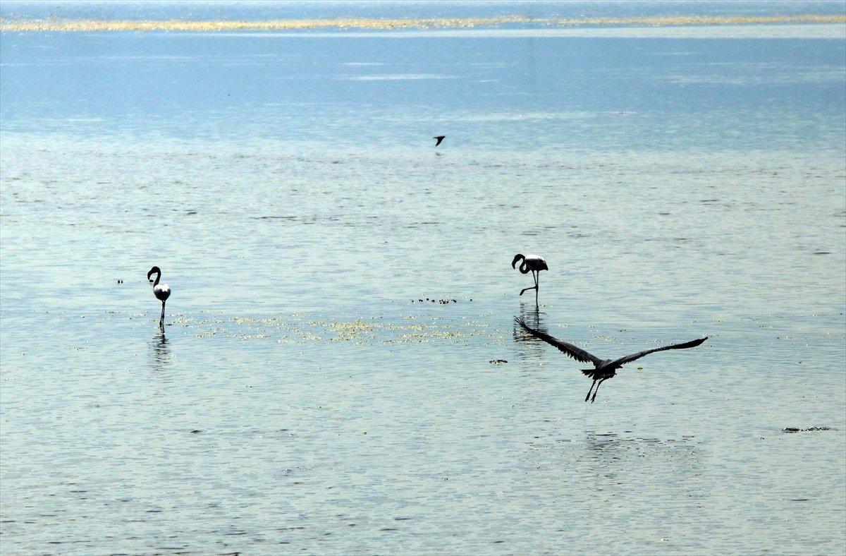 Hersek Lagünü'nde kuş türü sayısı artıyor