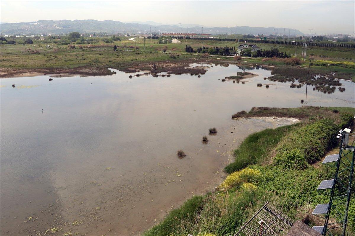 Hersek Lagünü'nde kuş türü sayısı artıyor