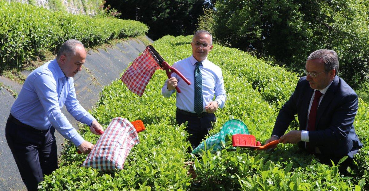 Rize Valisi Kemal Çeber, çay sezonu açılışında çay hasadı yaptı