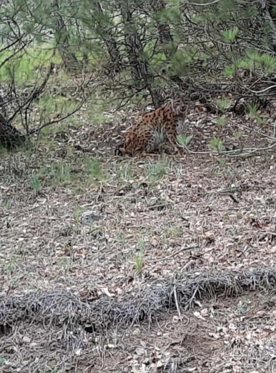 Çorum'da nesli tükenmekte olan vaşak görüntülendi