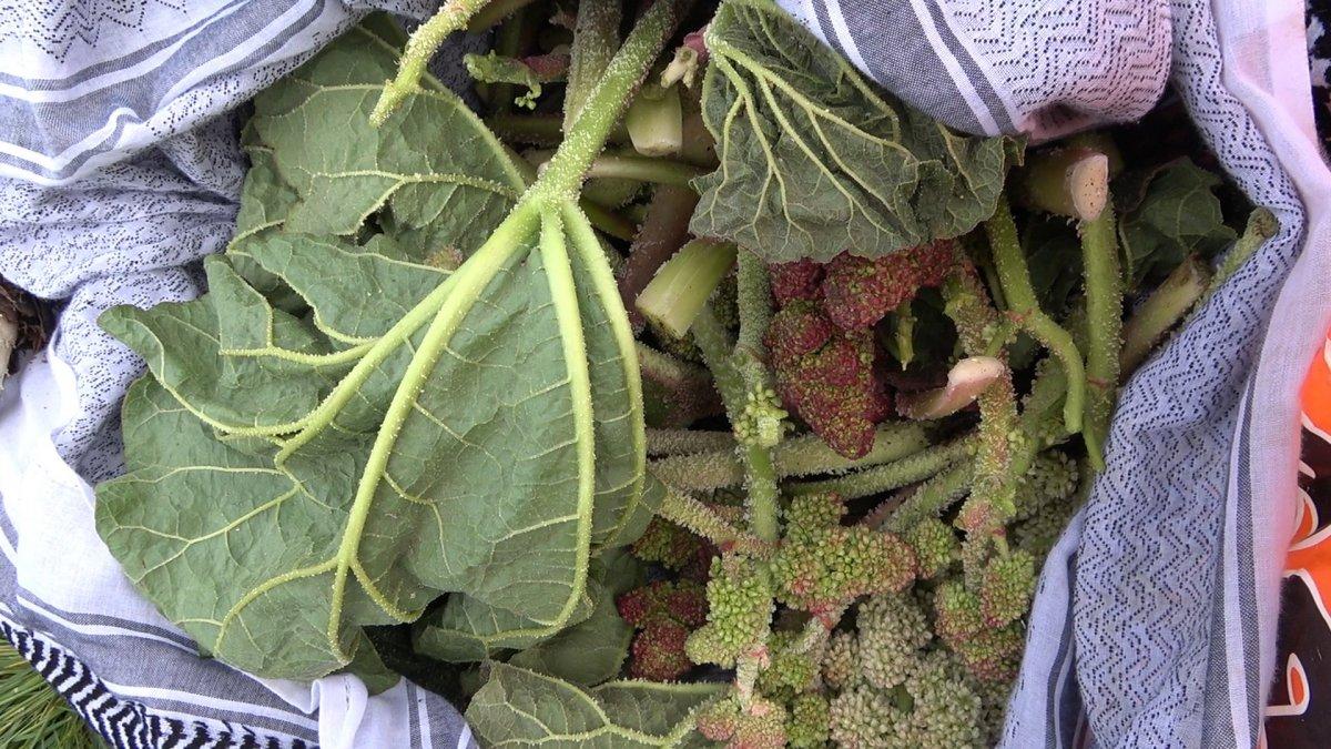 Bitlis'te ışkın toplamak için sarp dağlara tırmandılar