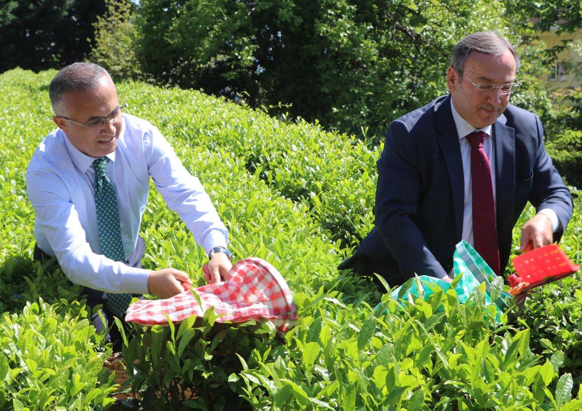 Rize Valisi Kemal Çeber, çay sezonu açılışında çay hasadı yaptı
