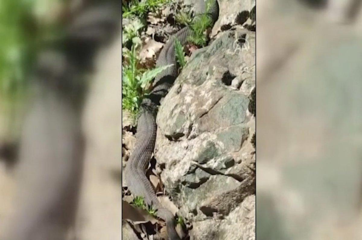 Elazığ'da 3 metre uzunluğunda yılan görüldü