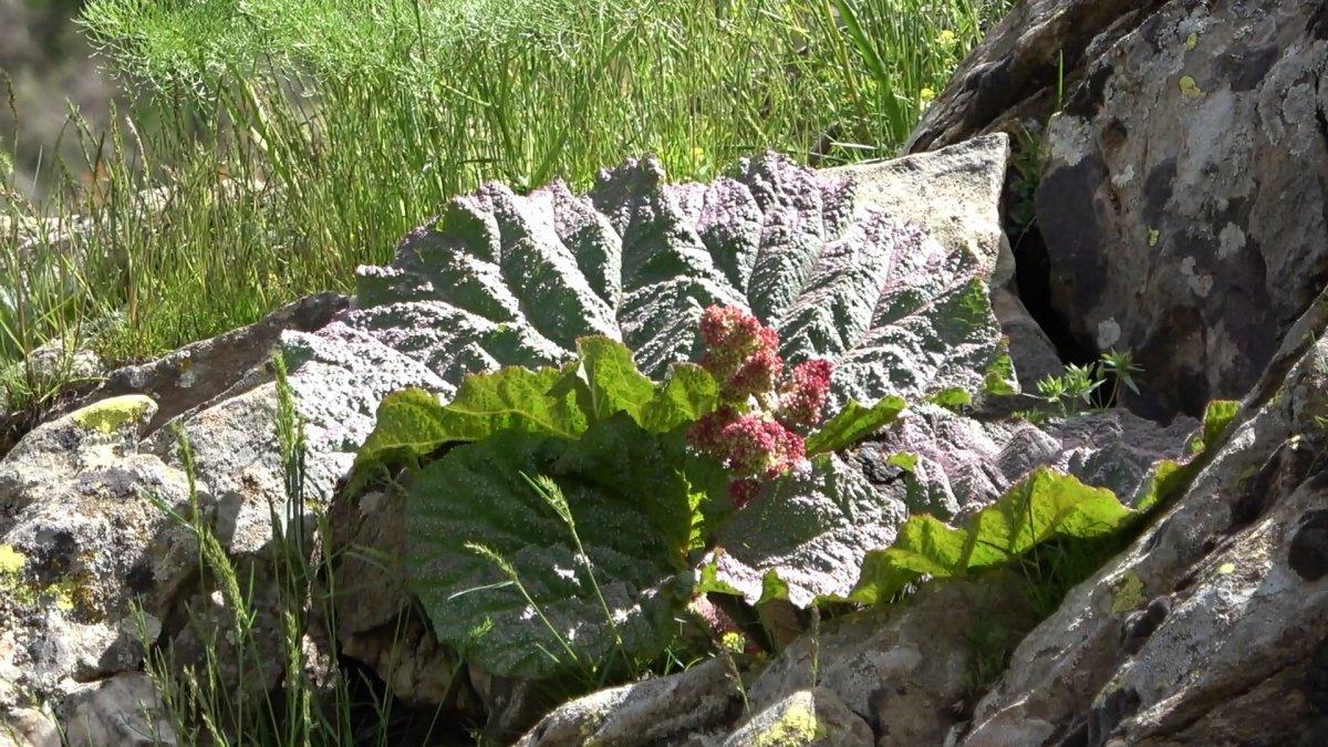 Bitlis'te ışkın toplamak için sarp dağlara tırmandılar