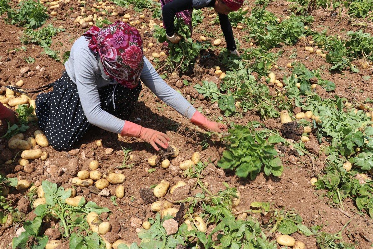 Adana’da patates hasadı başladı