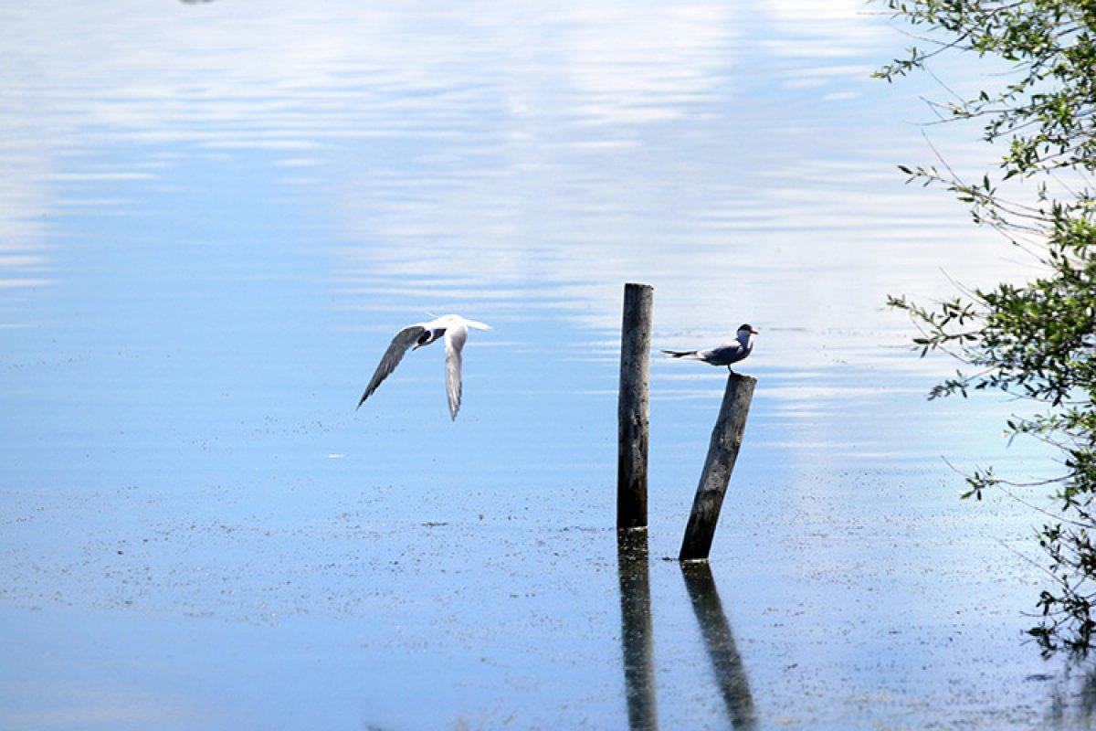 Konya'daki Suğla Gölü, kar suları ve yağışlarla yeniden hayat buldu
