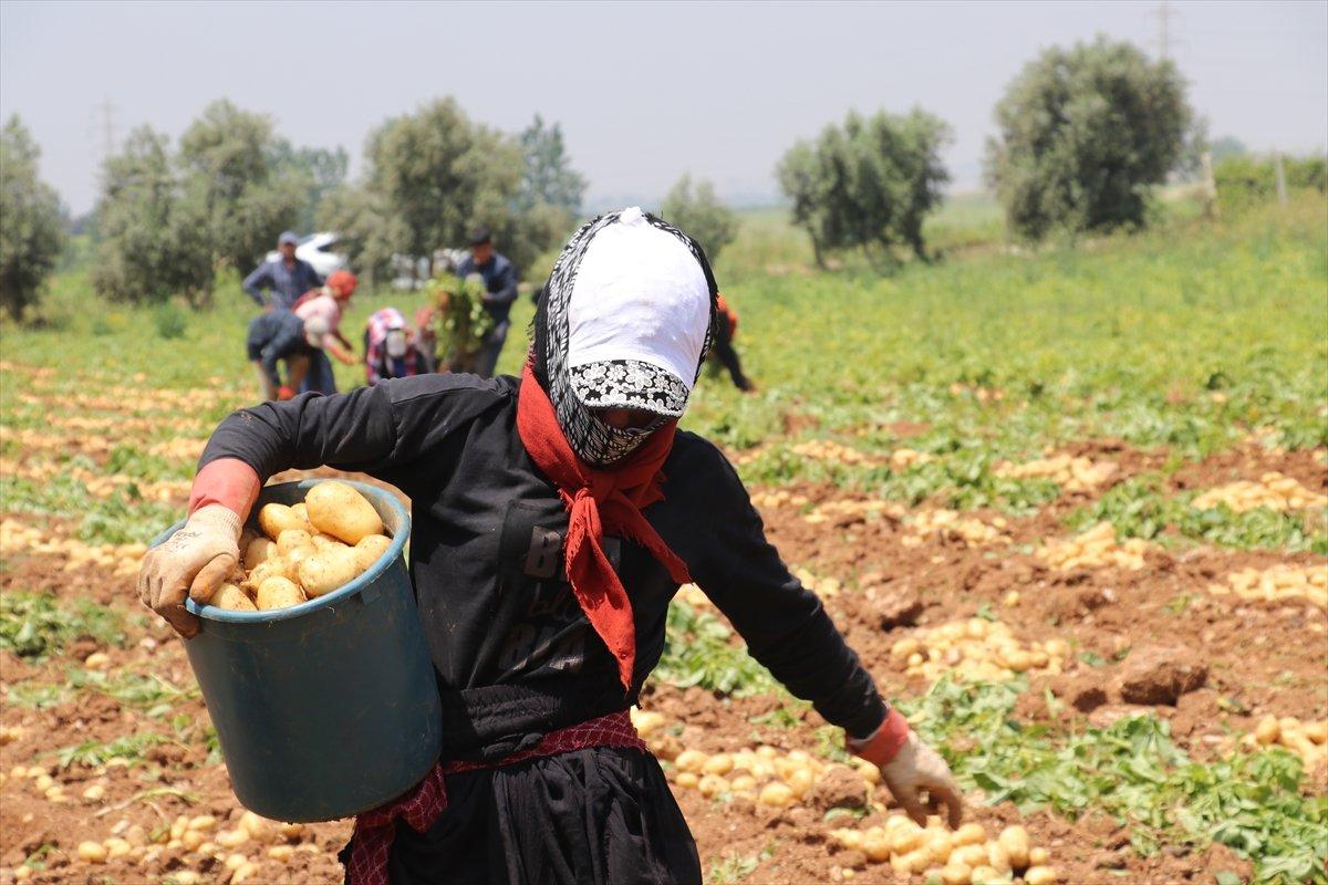 Adana’da patates hasadı başladı