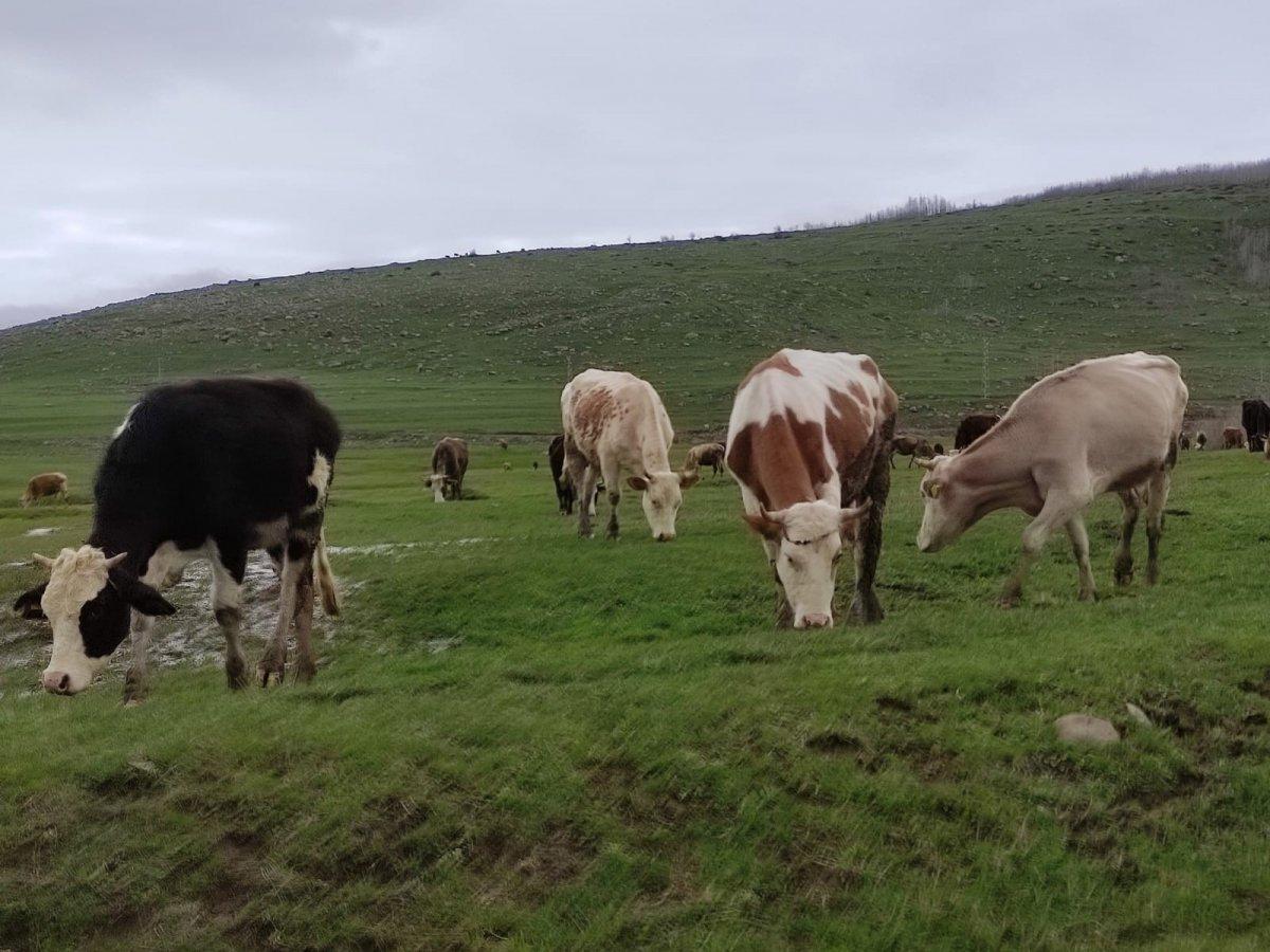 Ardahan'da hava sıcaklığı besicilere yaradı