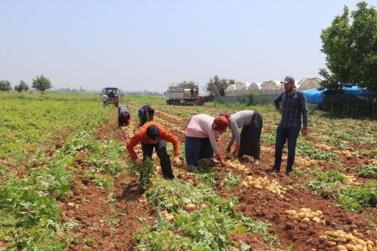 Adana’da patates hasadı başladı