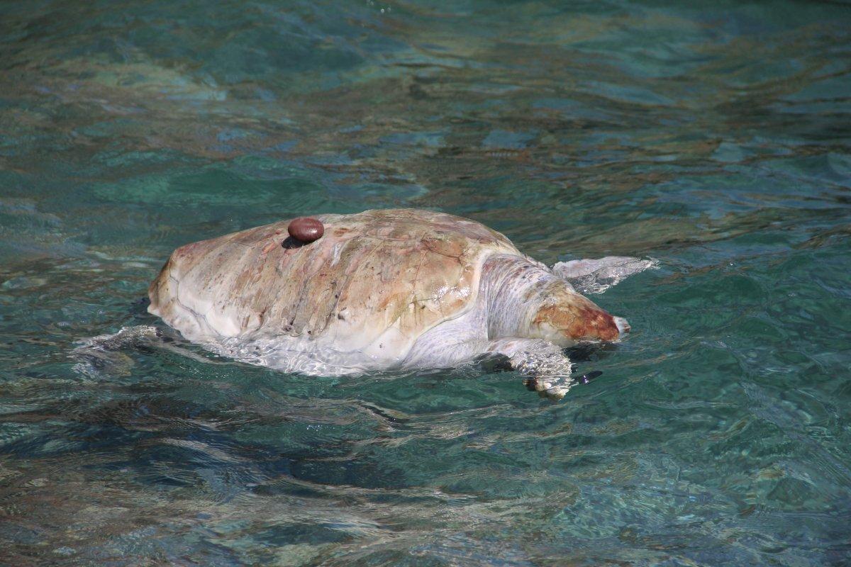 Antalya'da caretta caretta ölüsü Konyaaltı sahiline vurdu