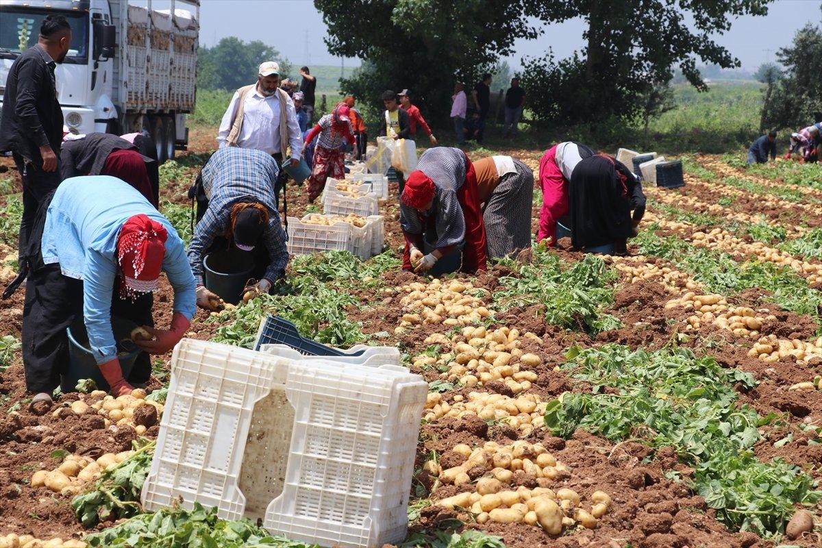 Adana’da patates hasadı başladı