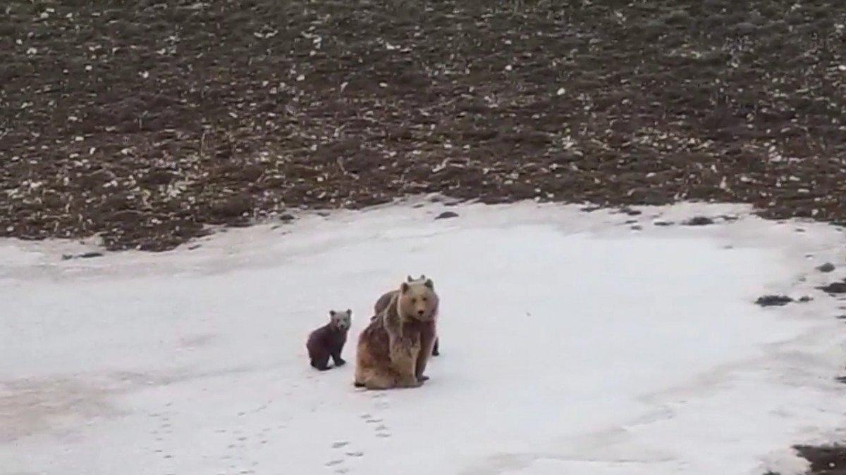 Erzincan'da köye inen ayıları drone ile uzaklaştırdı