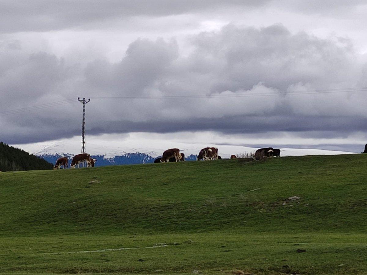 Ardahan'da hava sıcaklığı besicilere yaradı