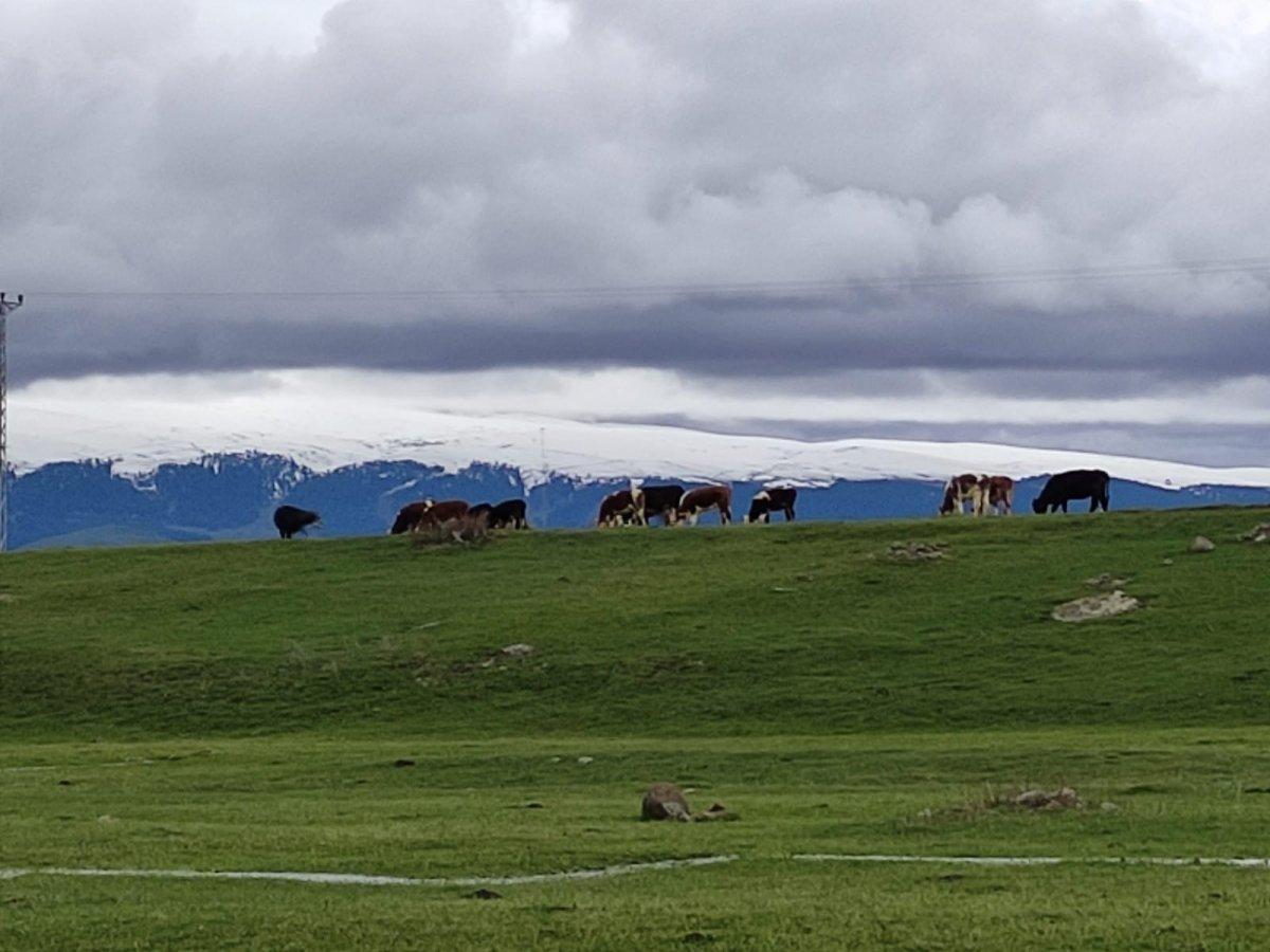 Ardahan'da hava sıcaklığı besicilere yaradı