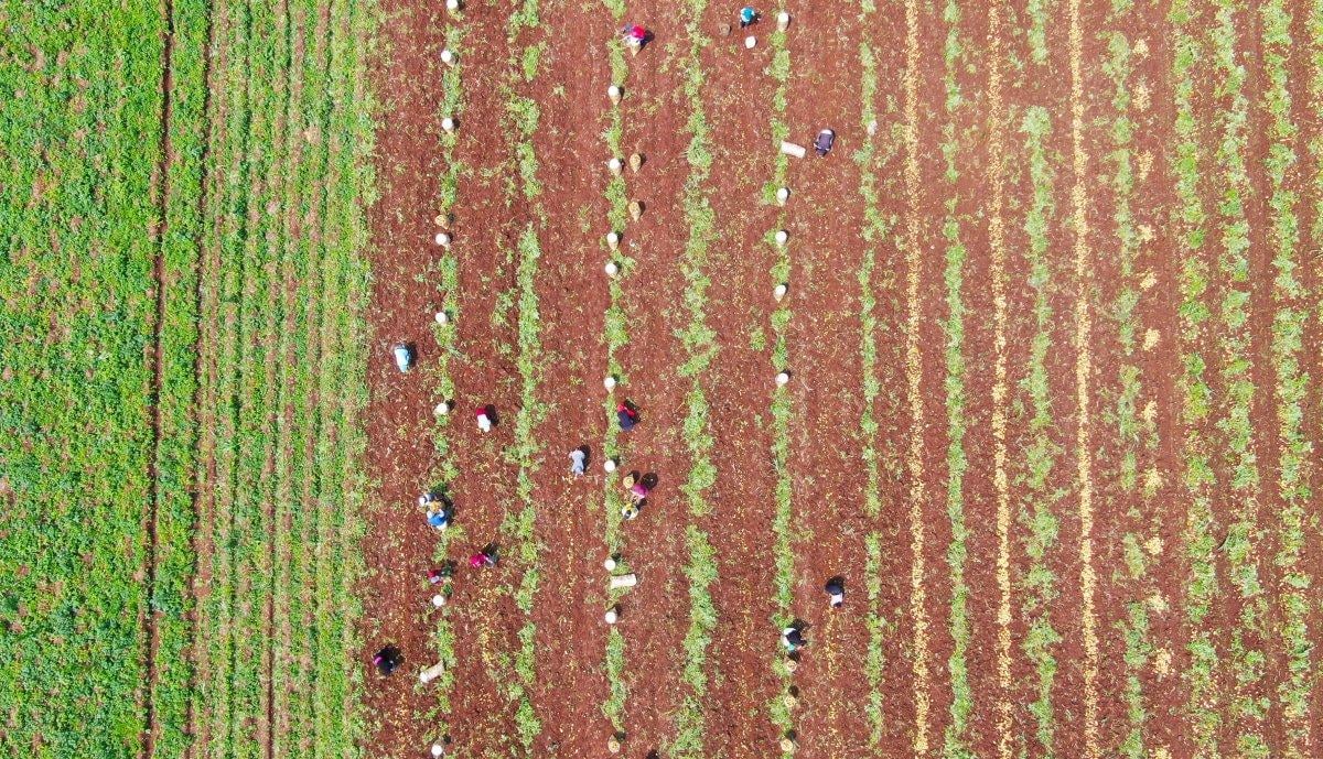 Adana’da patates hasadı başladı
