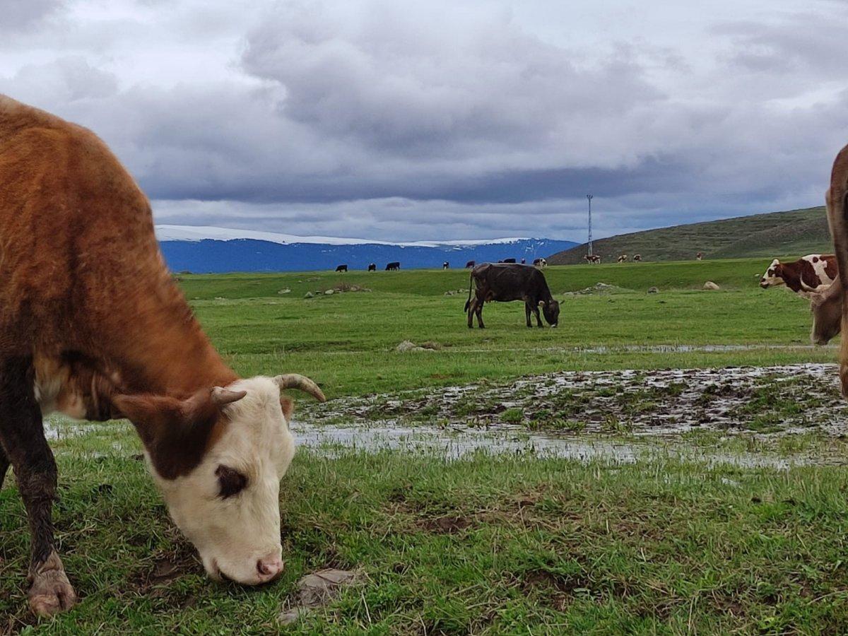 Ardahan'da hava sıcaklığı besicilere yaradı