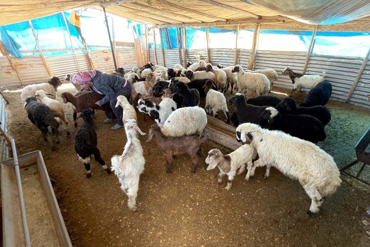 Elazığ'da devlet desteği ile sürü sahibi oldu, köye yerleşti