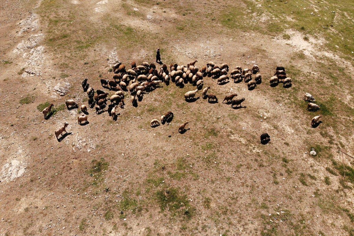 Elazığ'da devlet desteği ile sürü sahibi oldu, köye yerleşti