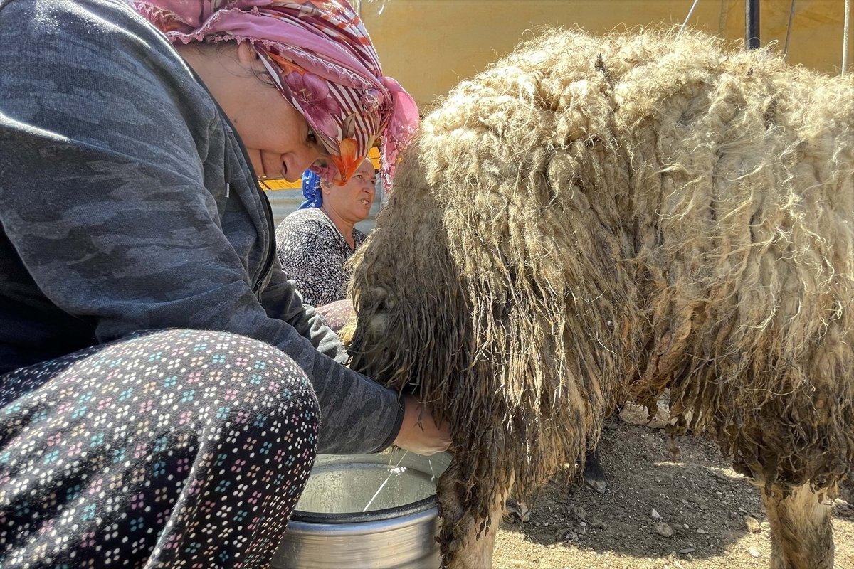 Elazığ'da devlet desteği ile sürü sahibi oldu, köye yerleşti
