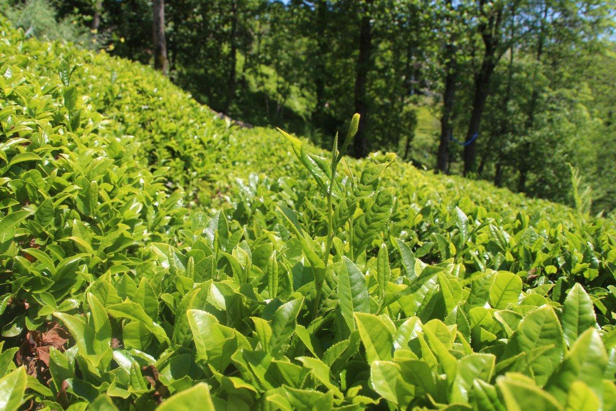 Karadeniz'e 'çay göçü' başladı: Nüfus 1 milyon arttı