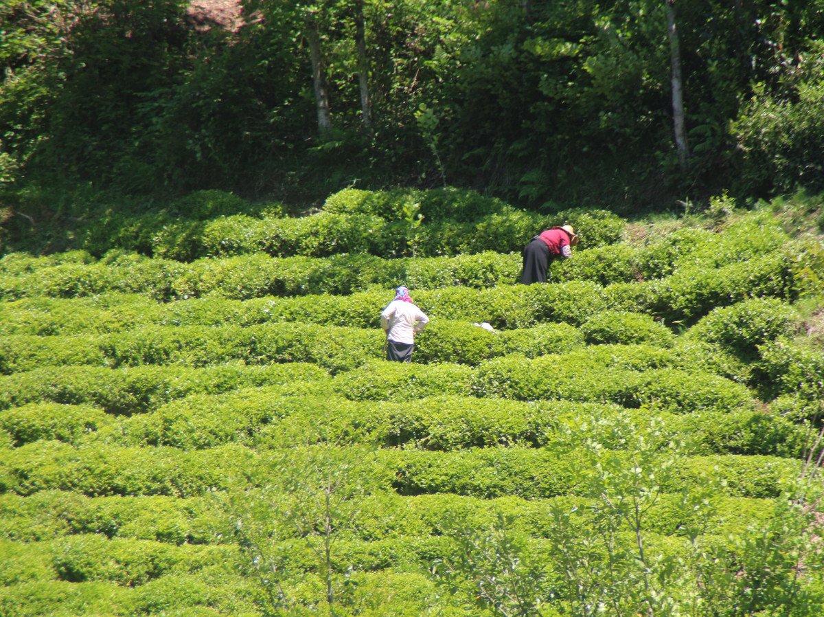 Karadeniz'e 'çay göçü' başladı: Nüfus 1 milyon arttı
