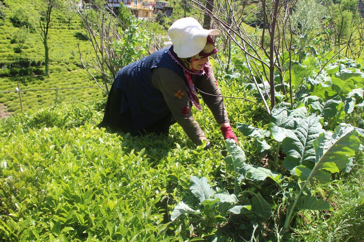 Karadeniz'e 'çay göçü' başladı: Nüfus 1 milyon arttı