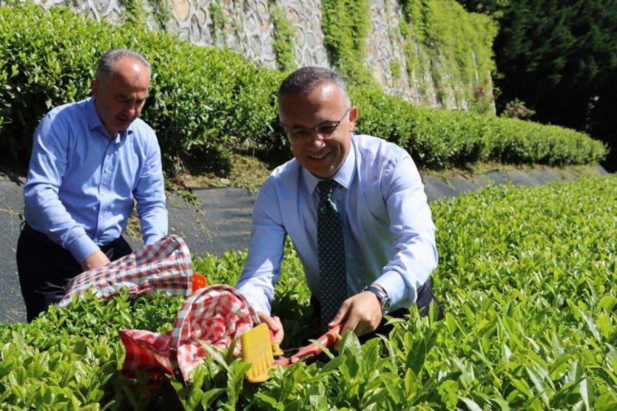 Karadeniz'e 'çay göçü' başladı: Nüfus 1 milyon arttı