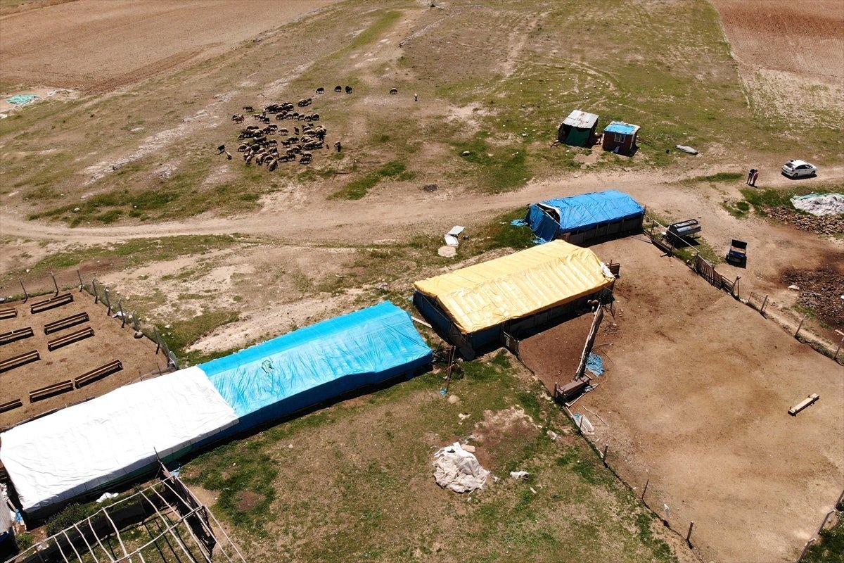 Elazığ'da devlet desteği ile sürü sahibi oldu, köye yerleşti
