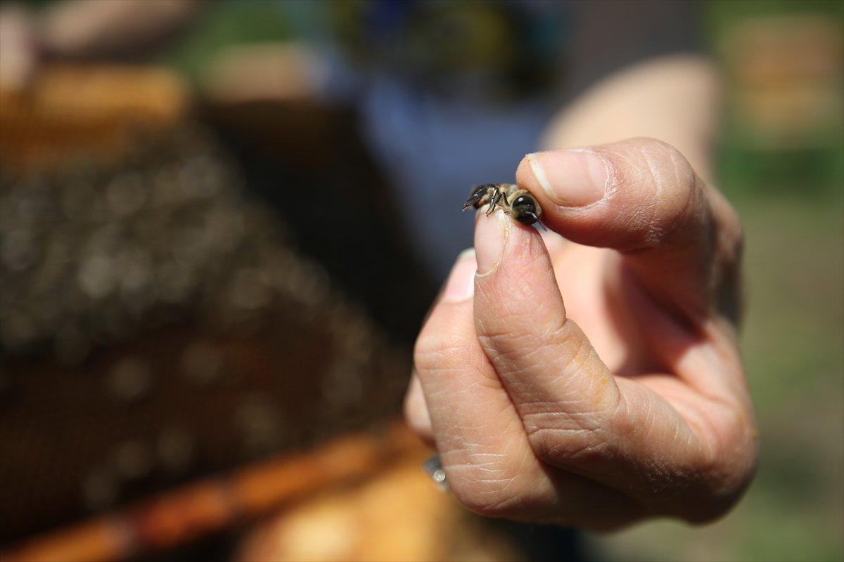 Arılar Varsa Yarınlar Var projesiyle çocuklar ve yetişkinler farkındalık kazanıyor