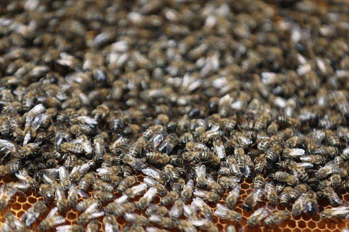 Arılar Varsa Yarınlar Var projesiyle çocuklar ve yetişkinler farkındalık kazanıyor