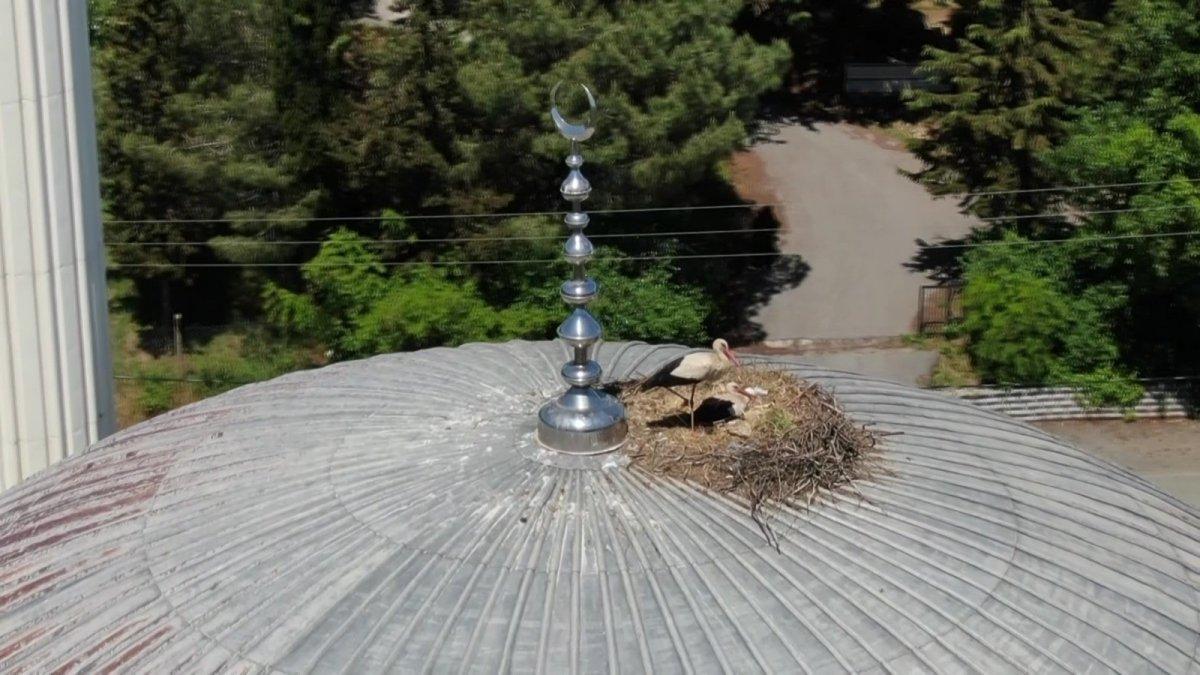 İstanbul'da ‘Yaren leylek’ 7 yıldır aynı camiden vazgeçmiyor