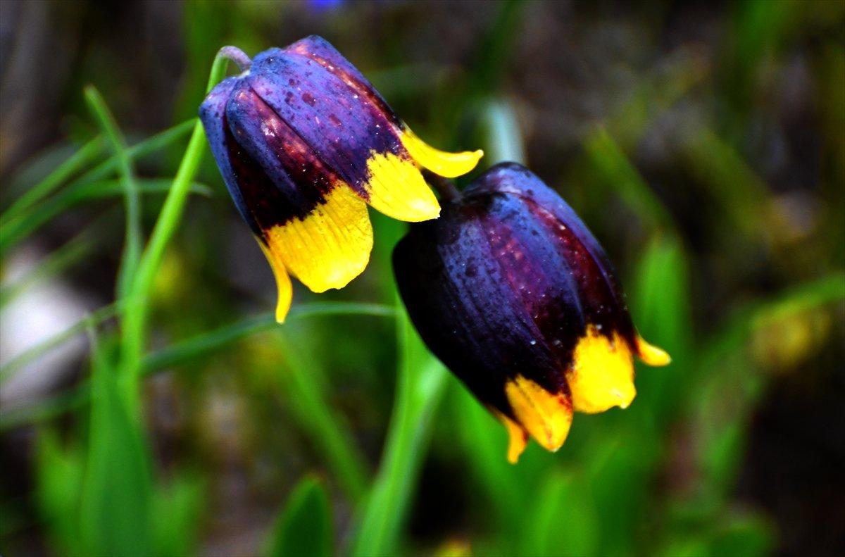 Kars'ta açan ters laleler doğaya renk kattı