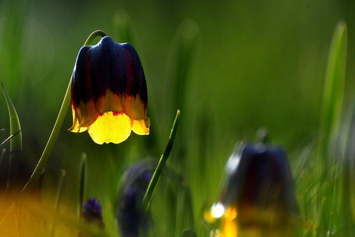 Kars'ta açan ters laleler doğaya renk kattı