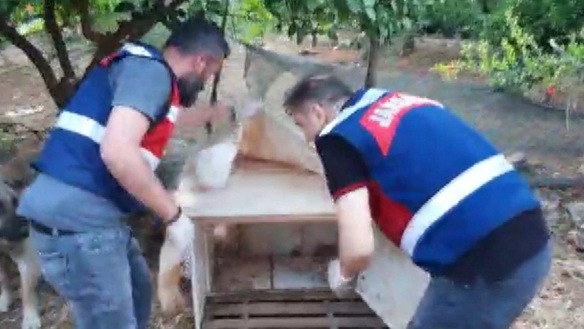 Antalya'da köpek kulübesinde uyuşturucu bulundu