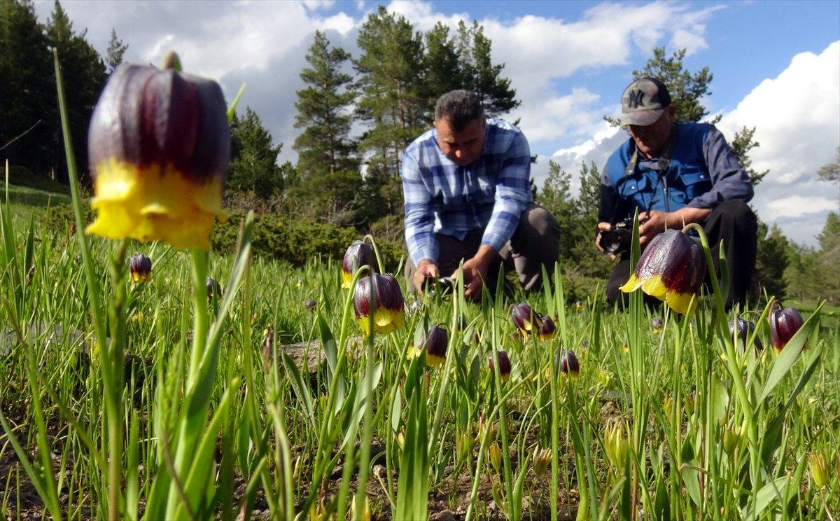Kars'ta açan ters laleler doğaya renk kattı