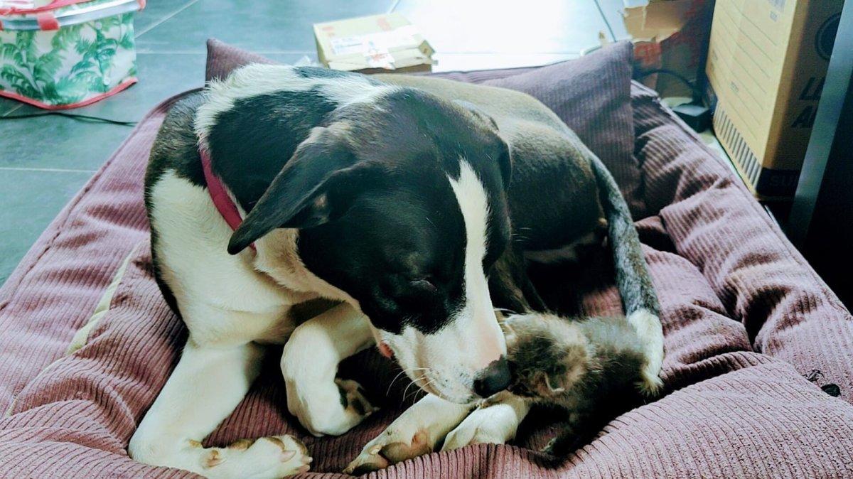 Bursa’da terkedilen kediye, köpek annelik yaptı