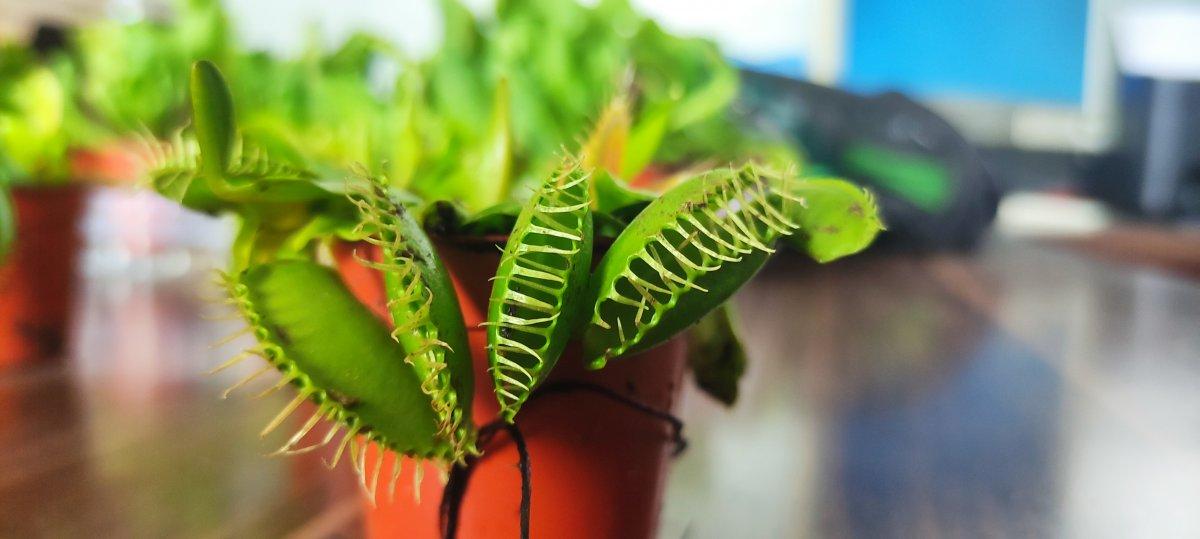 Bursalı çiçekçinin yurt dışından getirdiği bitkiye rağbet var