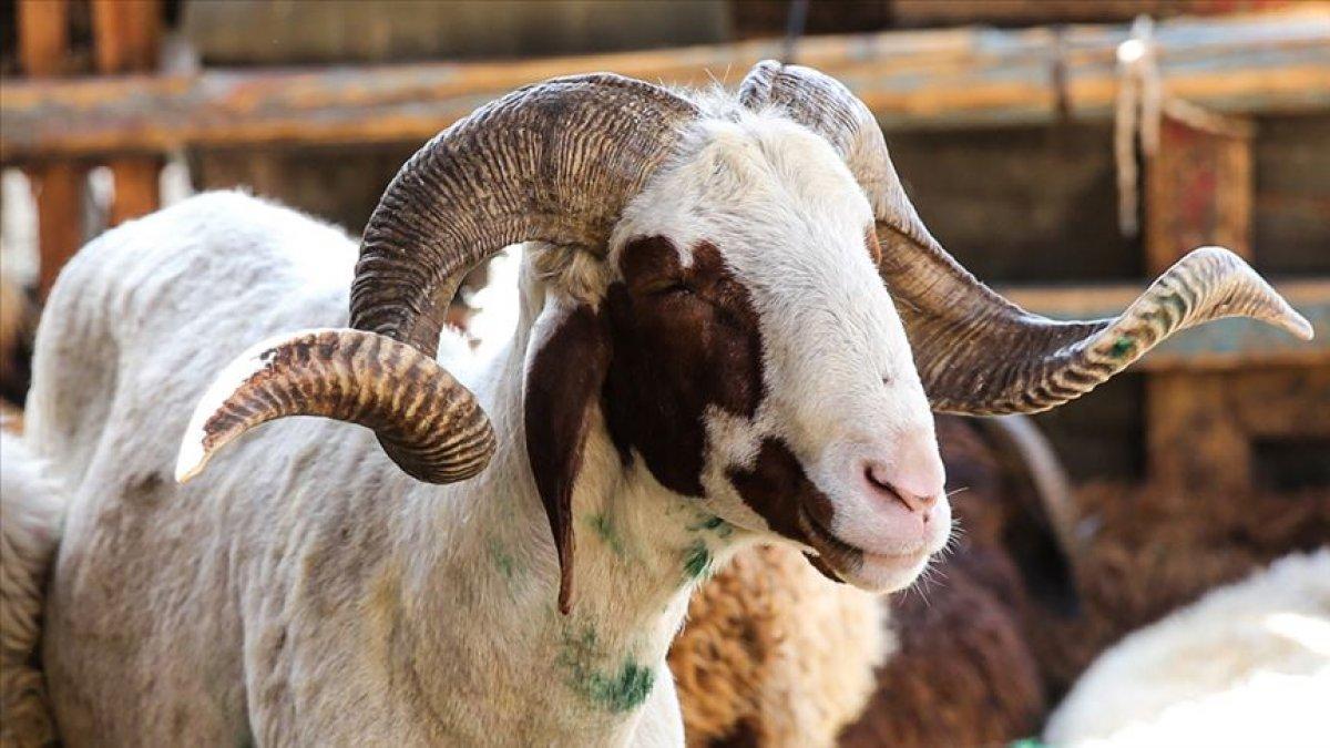 Kurbanlık fiyatları yükseldi, büyükbaşlar 70 bin TL'yi gördü