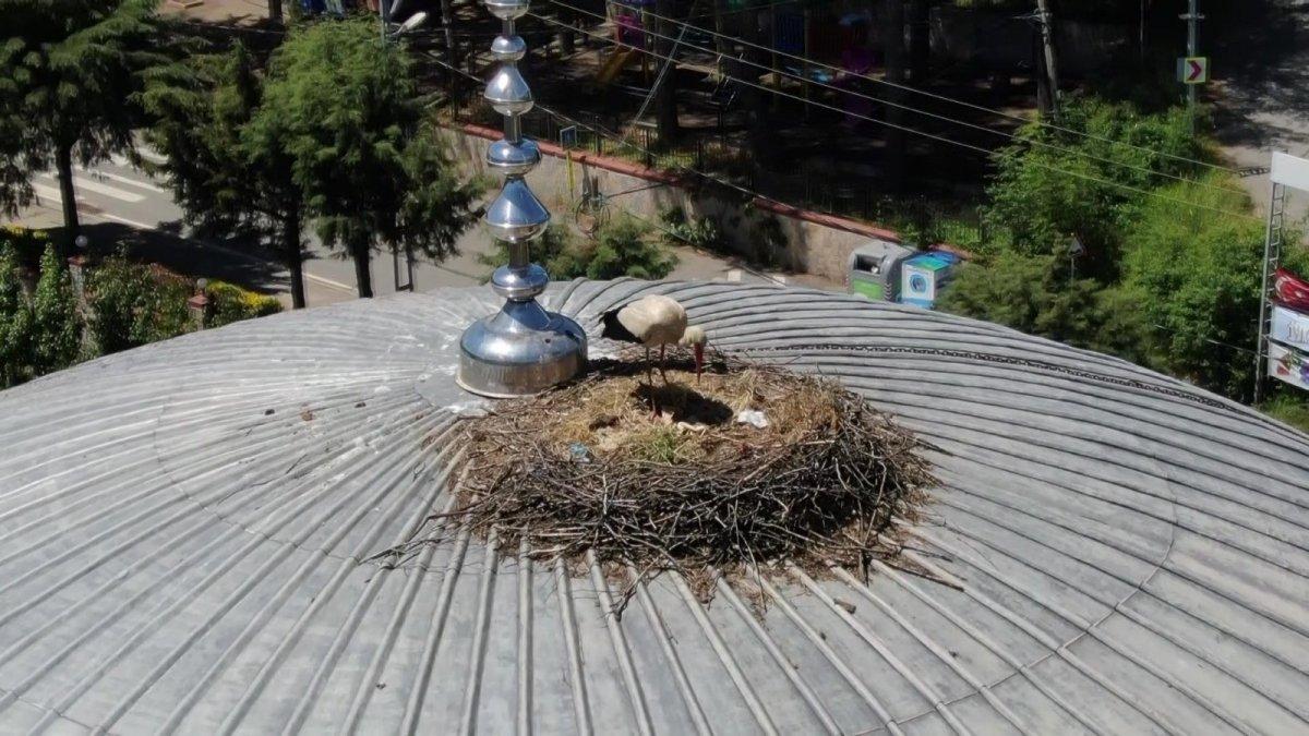 İstanbul'da ‘Yaren leylek’ 7 yıldır aynı camiden vazgeçmiyor